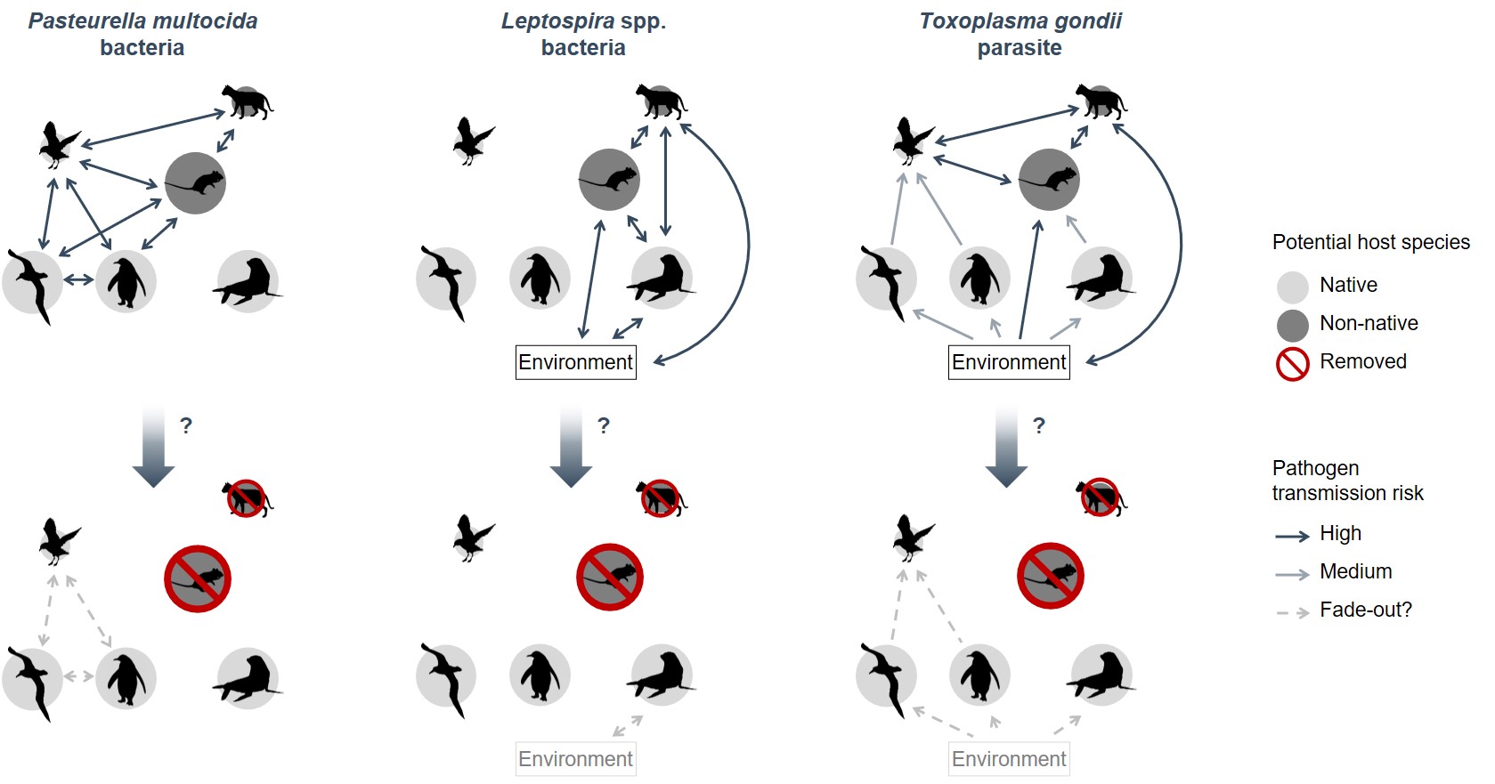 Schematized epidemiological networks for Pasteurella multocida, Leptospira spp. and Toxoplasma gondii