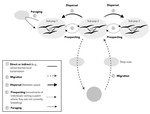 Migration, prospecting, dispersal? What host movement matters for infectious agent circulation?