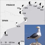 Exposure of yellow-legged gulls to Toxoplasma gondii along the Western Mediterranean coasts: Tales from a sentinel